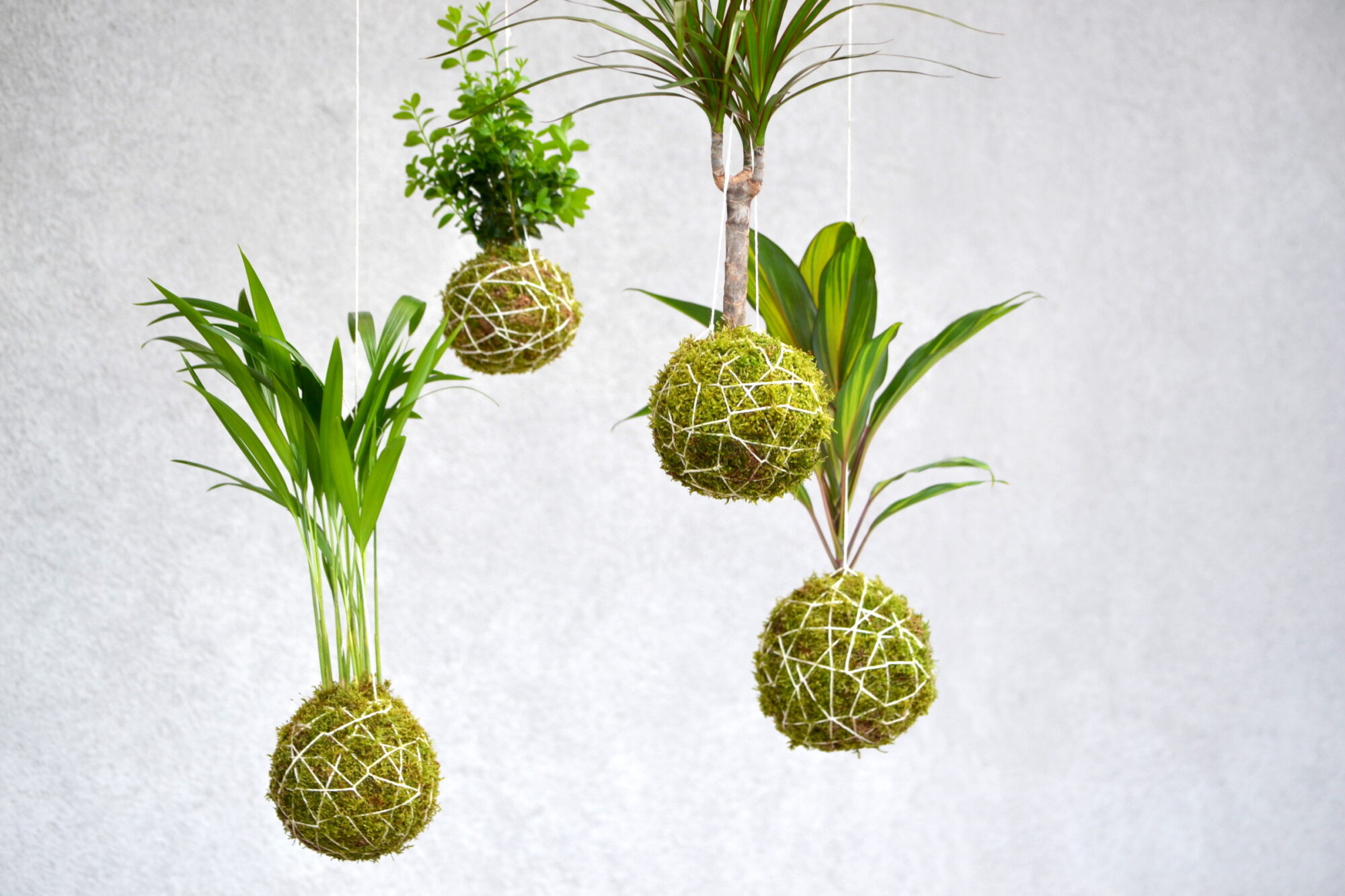 Best plants for kokedama